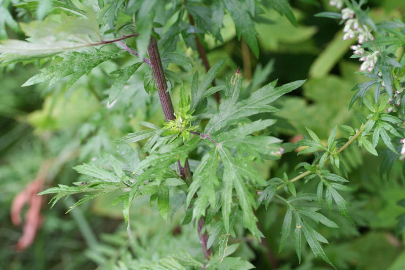 Plante: ARMOISE (Artemesia) - Antipaludique - Covid19? Artemisia_vulgaris_005_800